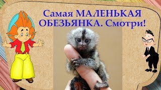 КАРЛИКОВЫЕ ИГРУНКИ - Познавательное видео для школьников