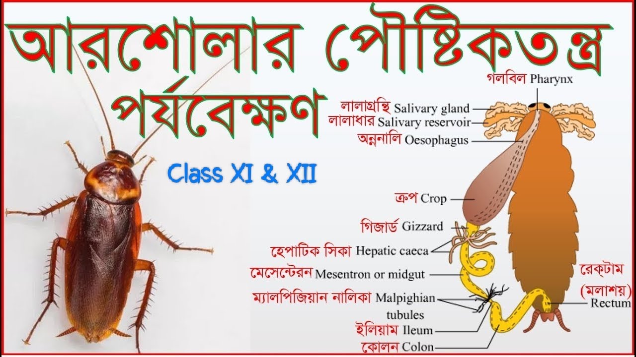 Digestive System Of Cockroach / আরশোলার পৌষ্টিক তন্ত্র / 