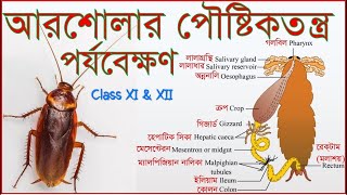 Digestive System Of Cockroach / আরশোলার পৌষ্টিক তন্ত্র / #biology #Claa11 #class12
