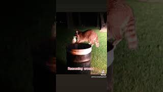 Late night watching the raccoons do their thing. #iicecreamplayground #racoons Late night watching the raccoons do their thing. #iicecreamplayground #racoons