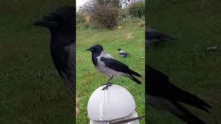 Ворона Ария на вершине🦅😎🔝 #вороны #birds #nature #crow