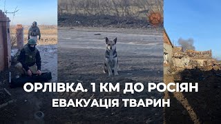 ОРЛІВКА | 1 км до росіян | Евакуація тварин із району Авдіївки 26.02.24