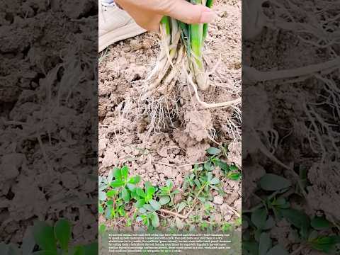 Harvesting Onions and