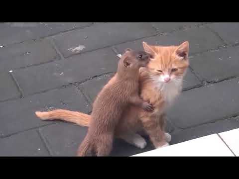 CUTE WEASEL PLAYING WITH GINGER CAT MUST WATCH!