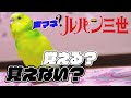 【関西弁インコ】出来る限りのルパン声をインコにひたすらブチ込んでみた結果【ずーやん】
