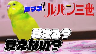 【関西弁インコ】出来る限りのルパン声をインコにひたすらブチ込んでみた結果【ずーやん】