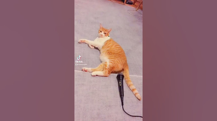 Suara Kentut Kucingnya Gak Nahan! 🤣🤣🤣🤣🤣