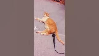 Suara Kentut Kucingnya Gak Nahan! 🤣🤣🤣🤣🤣