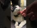 あくびすると声が出ちゃう猫A cat that makes a voice when yawning【保護猫】 #保護 #猫 #cat #野良猫