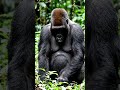 #Westerngorilla #gorilla #endangeredspecies #savenature #savenaturesn