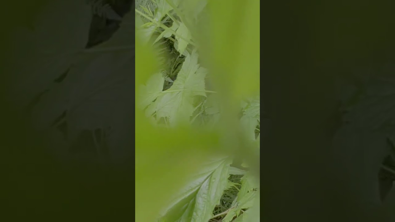 Скосарь малый чёрный долгоносики