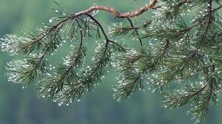 Relaxing Song The Rane Video