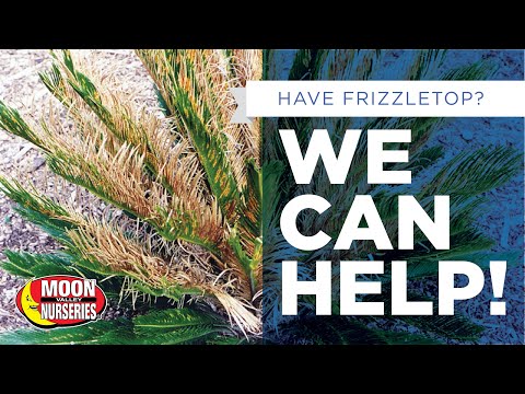 Βίντεο: Palm Frizzle Top - Preventing Frizzle Top on Palm Trees