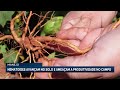 Nematoides avançam em silêncio no solo e ameaçam produtividade da soja, milho e algodão