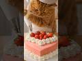 Orange Cat Baking a Pink Heart Cake 🧁🐾 | Too Cute to Handle!#orangecat #fatorangecat#toonzy