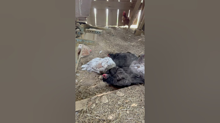 How chickens take a bath to stay healthy!🛁🐓 #homestead #chickens #country