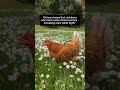 Rescue chicken enjoying spring! 🥹🐔
