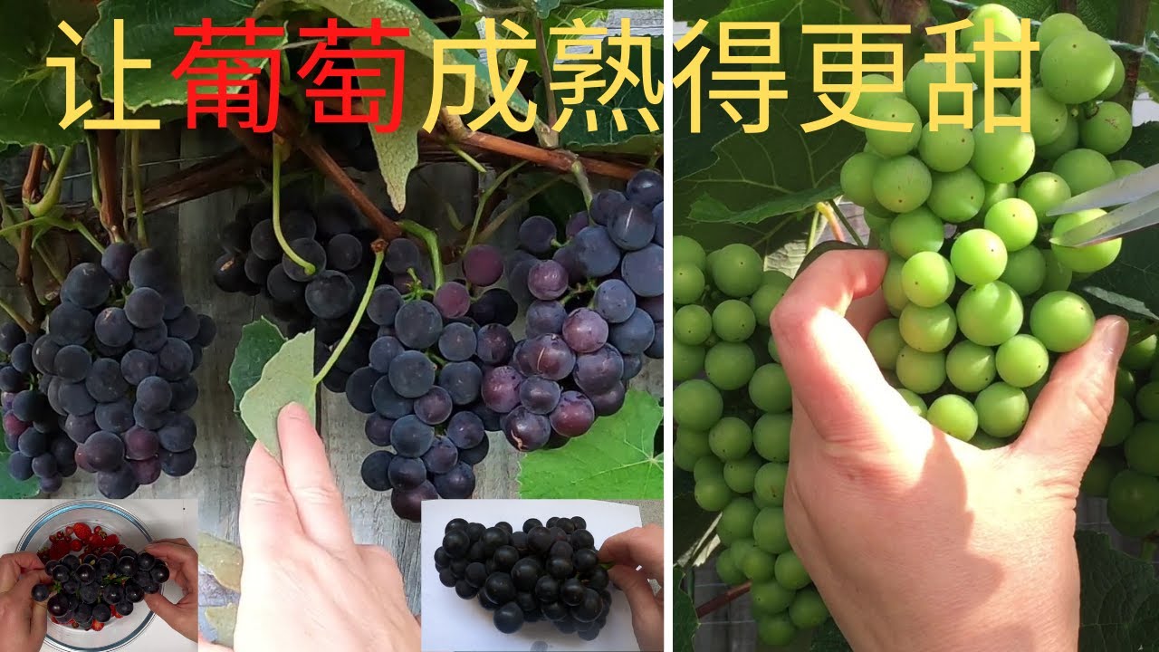 如何种葡萄 No 5 有什么小技巧让葡萄成熟得更甜 如何判断葡萄是否已经成熟 Youtube