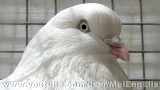 Pigeon Culbutant de Cologne blanc à pattes lisses - Cologne Tumbler - Kölner Tümmler