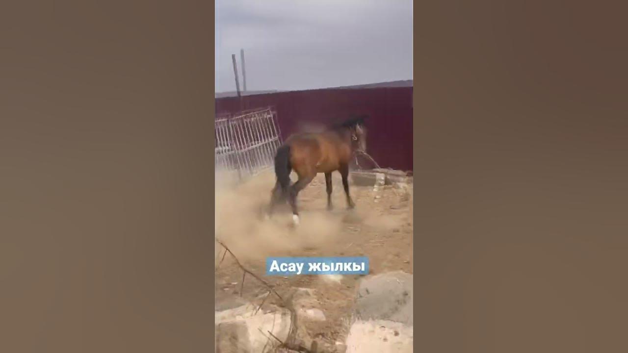 Асау жылкы ат! - YouTube