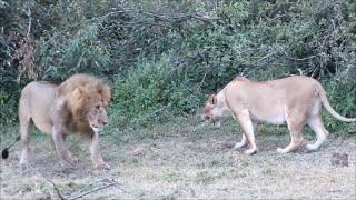 Lioness with new cubs smacks male lion that ate her previous litter