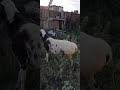 курдючные овцы ( гибриды)