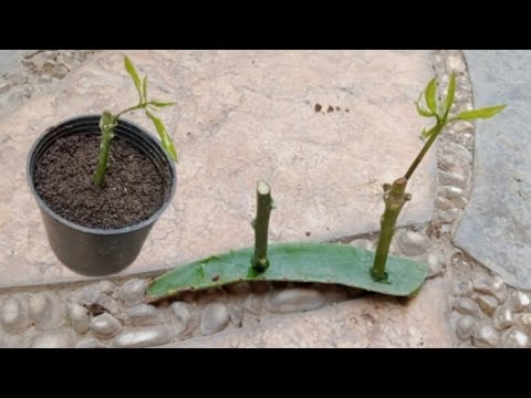 مافيش مستحيل نجاح زراعة عقل أشجار المانجو طريقه سحريه 