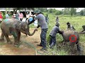 The innocent baby elephant that lost his way and stranded after the death of his mother
