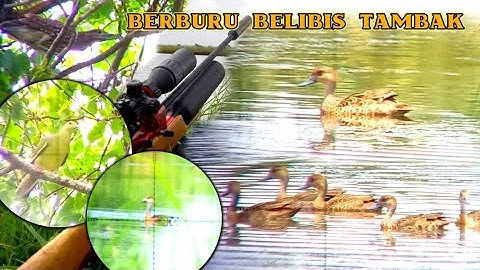 TARGET BERVARIASI‼️BERBVRU BELIBIS TAMBAK‼️KETEMU ROMBONGAN PECUK