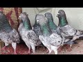 Kalsare gandedarborderwale pattheshahjanpurikalchoche lotsayyed pigeon loft7021412370