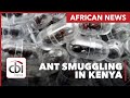 TWO ARRESTED IN NAIROBI FOR TRAFFICKING 2,200 LIVE QUEENS
