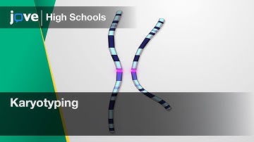 Karyotyping | Bio | Video Textbooks - Preview