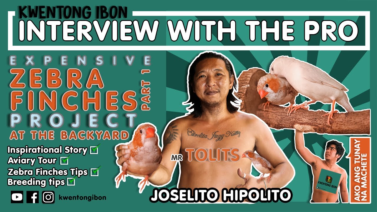 EXPENSIVE ZEBRA FINCHES PROJECT AT THE BACKYARD SINCE YEAR 2003 | AVIARY VISIT INTERVIEW WITH TOLITS