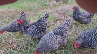 My Chickens: Their First Walkabout #homesteading #backyardchickens #chickens