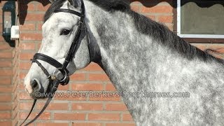 Jumping Horse Mare Demo By Massimo