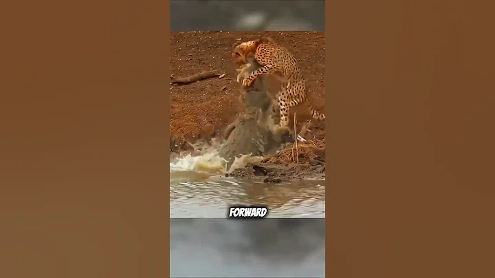 Crocodile VS Cheetah (Full Version) #animals #wildlife #shorts