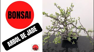 Bonsai de Jade (portulacaria afra). Dando forma.