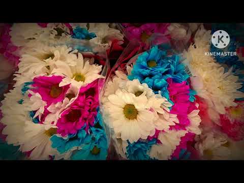 بودرو طب تعالوا بودرو 