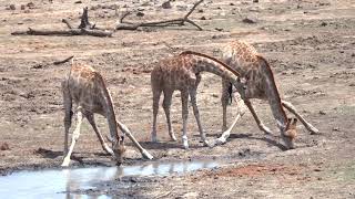 Giraffe Drinking Water Reference