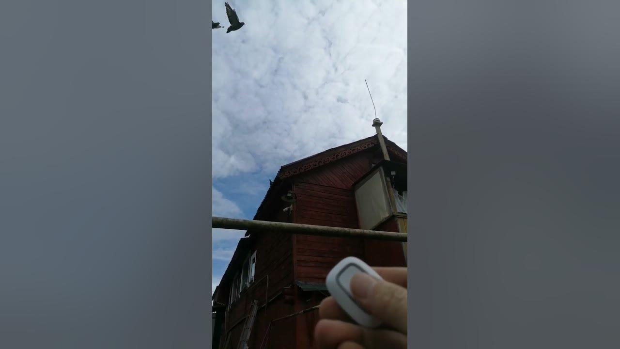 Отпугиватель голубей - YouTube
