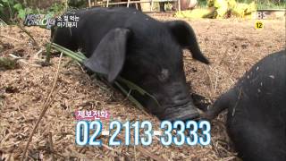 순간 포착 세상에 이런 일이 130912 #9(7)