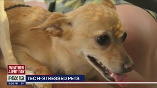 Is Your Pet Tech-stressed? | FOX 13 Seattle Is Your Pet Tech-stressed? | FOX 13 Seattle