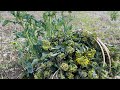 เก็บผักบุ้งฝรั่ง#กวางตุ้งฝรั่งไปทำเมนูเด็ด# picking Japanese knot weeds canola.5/5/21.