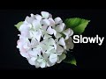 ABC TV | How To Make Hydrangea Flower From Printer Paper #2(Slowly) - Craft Tutorial