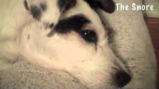 SNORING Dog ... while AWAKE