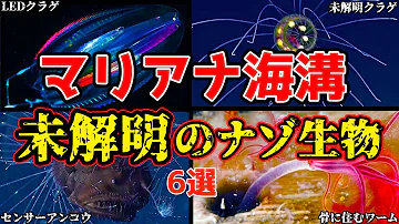 地球で１番深い場所 マリアナ海溝に住んでいる生き物は Mp3