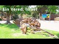 Walking in moshav.  EIN VERED, Israel