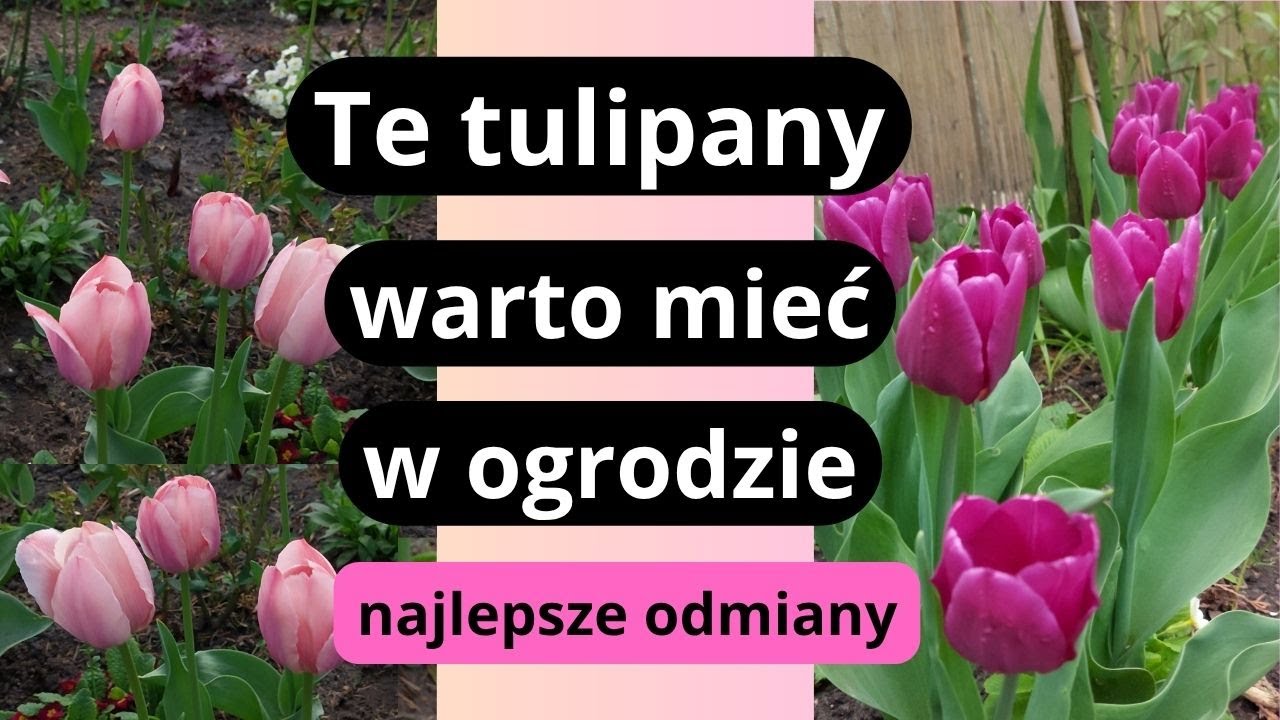 TULIPANY- tegoroczny wiosenny HIT, odmiany tulipanów na lata, pięknie i niezawodnie kwitnące