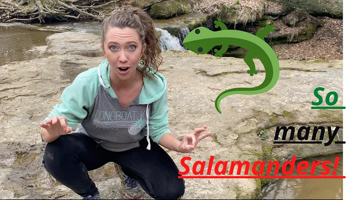 Salamander Hunting with Rissy  In Dundee Falls, OH...