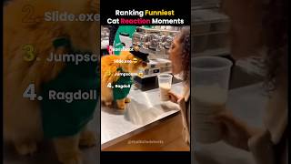 The FUNNIEST Cat Reactions RANKED! #shorts #ranked #catshorts